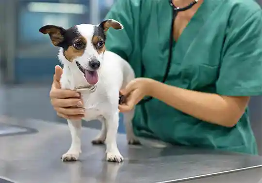 Animal ER of Northwest Houston